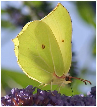 schmetterling