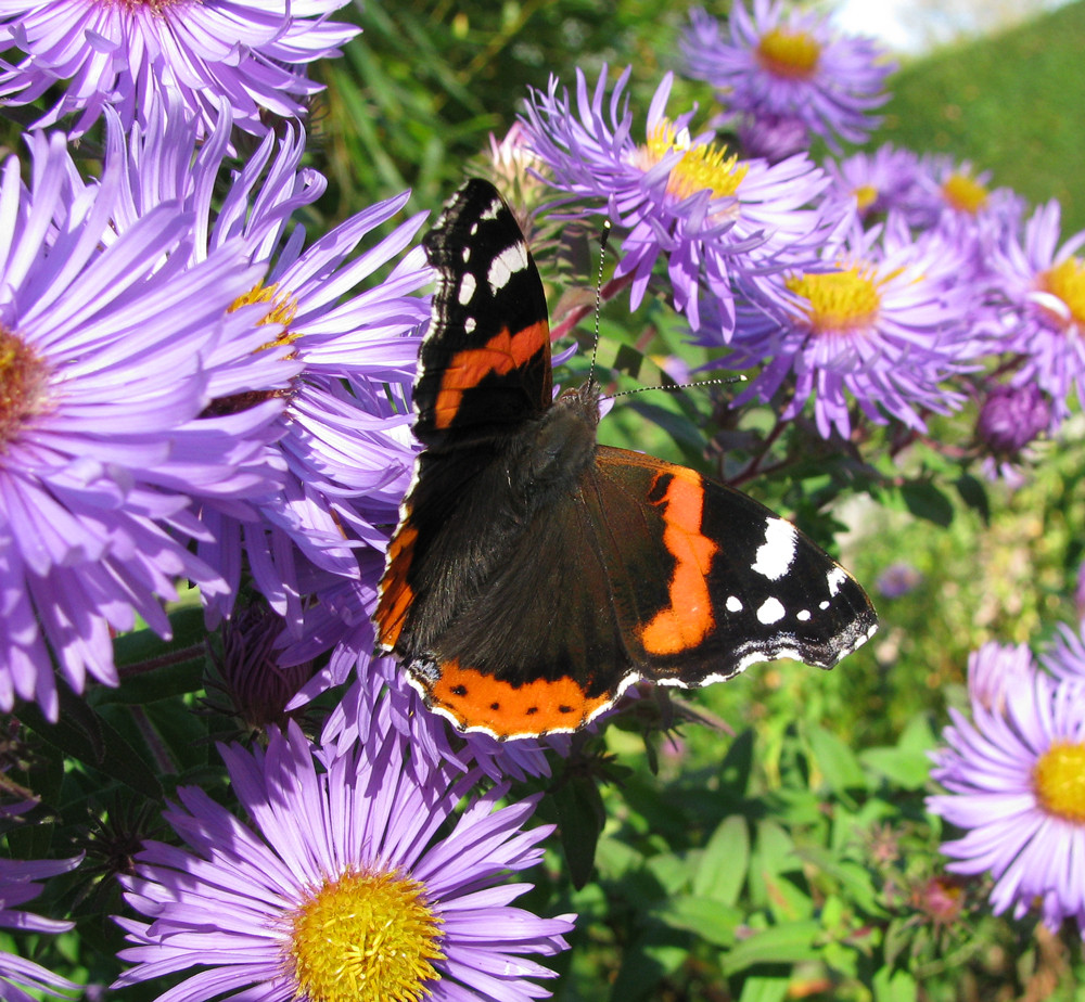 schmetterling