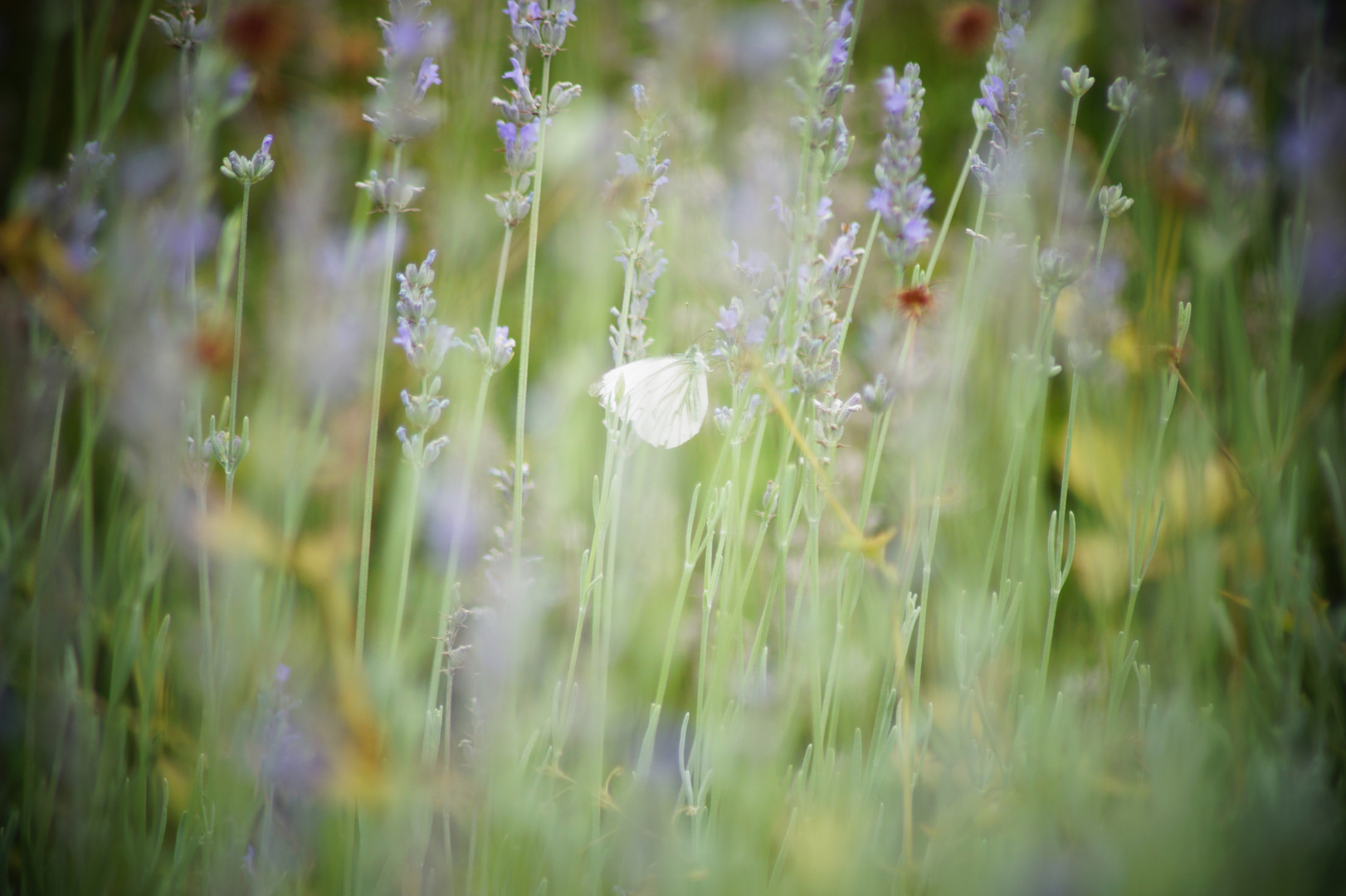 Schmetterling