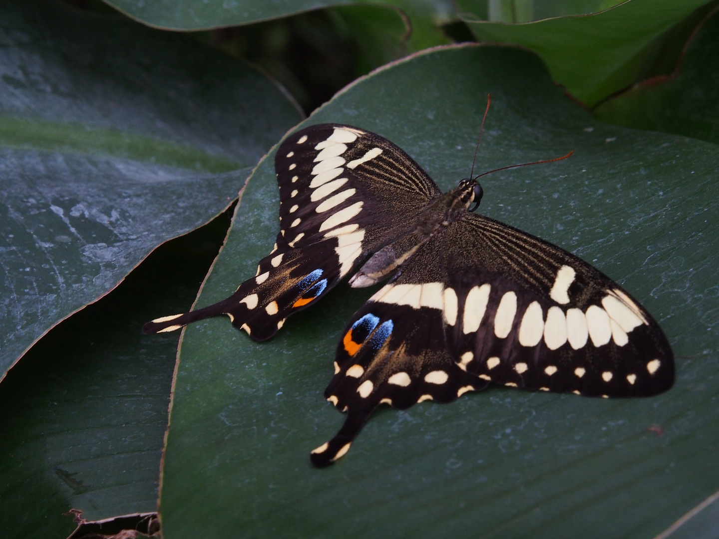 Schmetterling