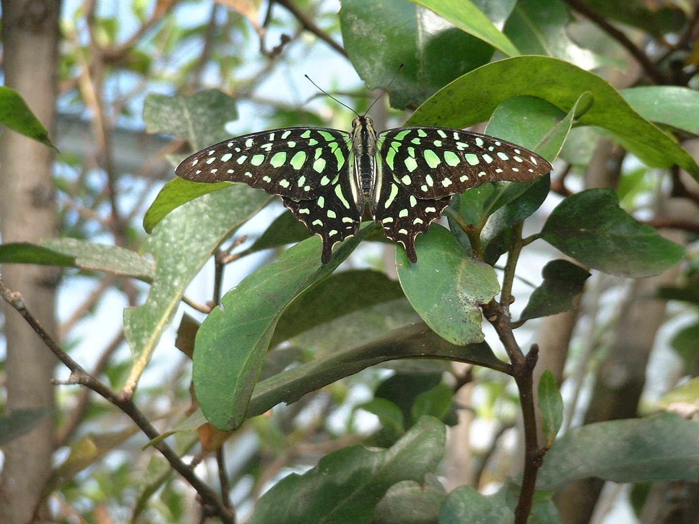 Schmetterling