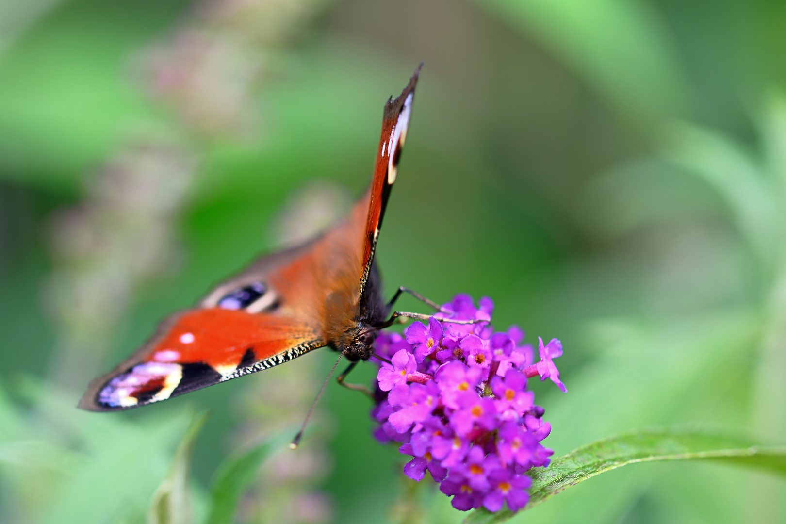 Schmetterling