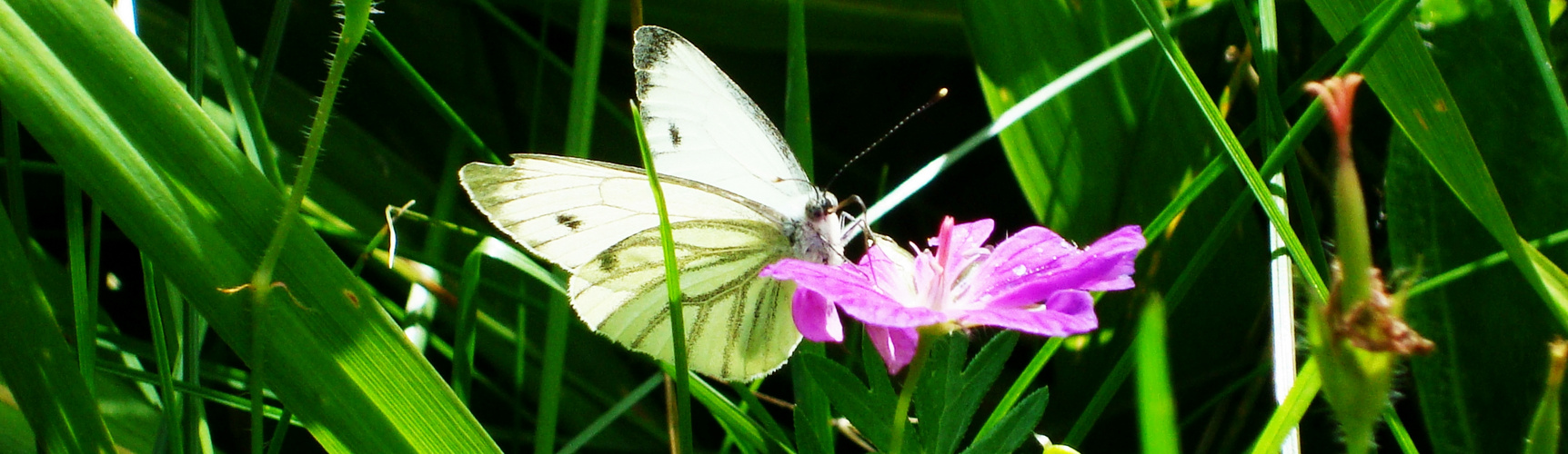 Schmetterling .