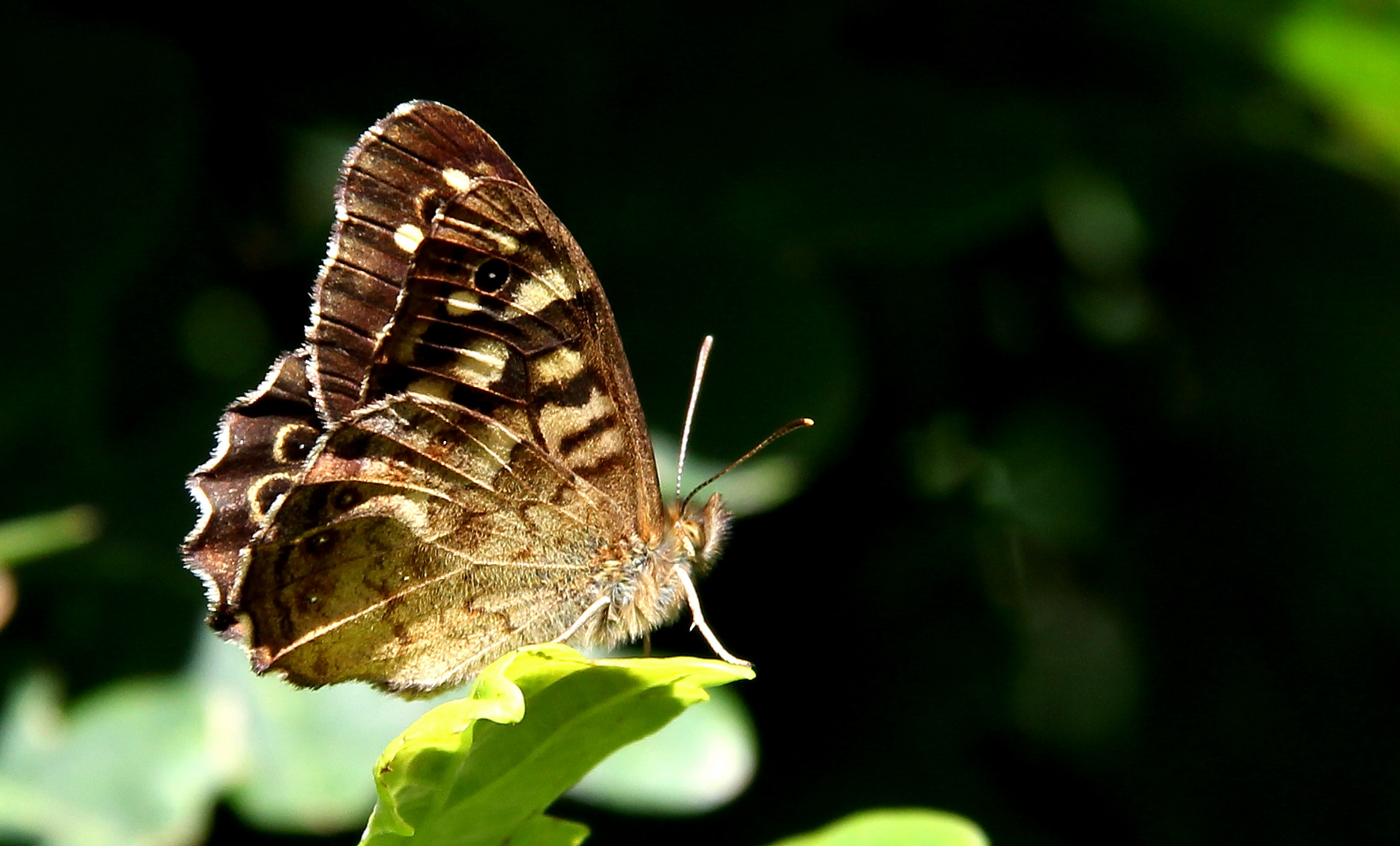 Schmetterling