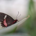 Schmetterling