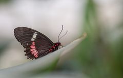 Schmetterling