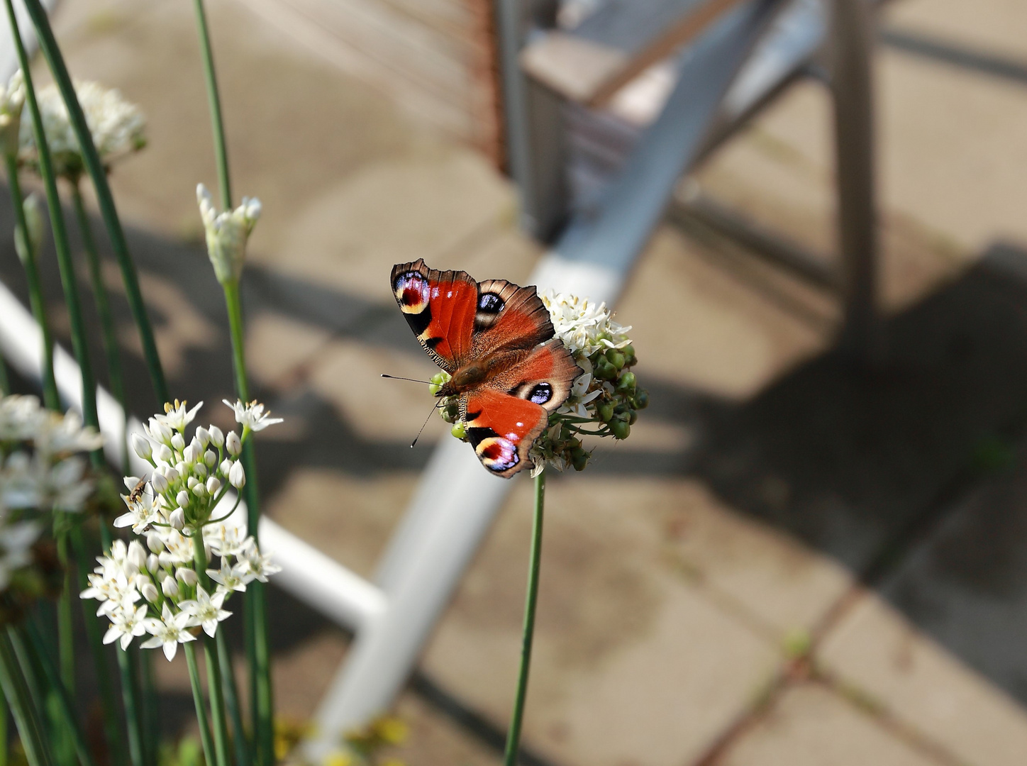 Schmetterling