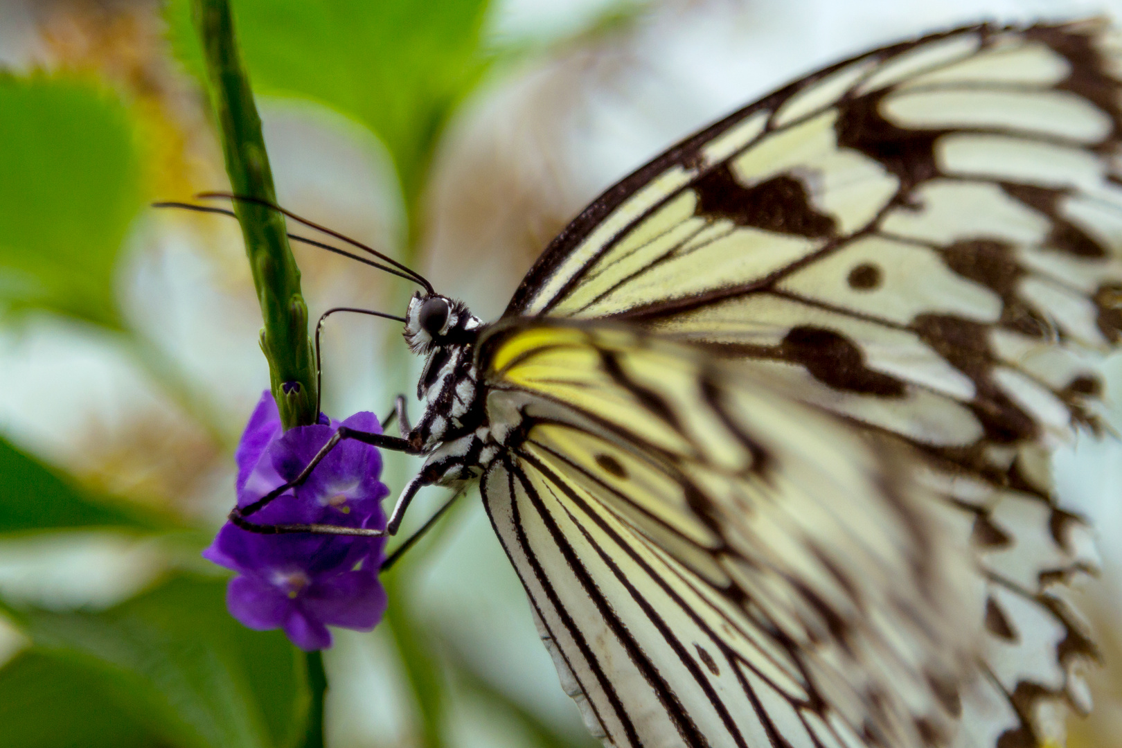 Schmetterling