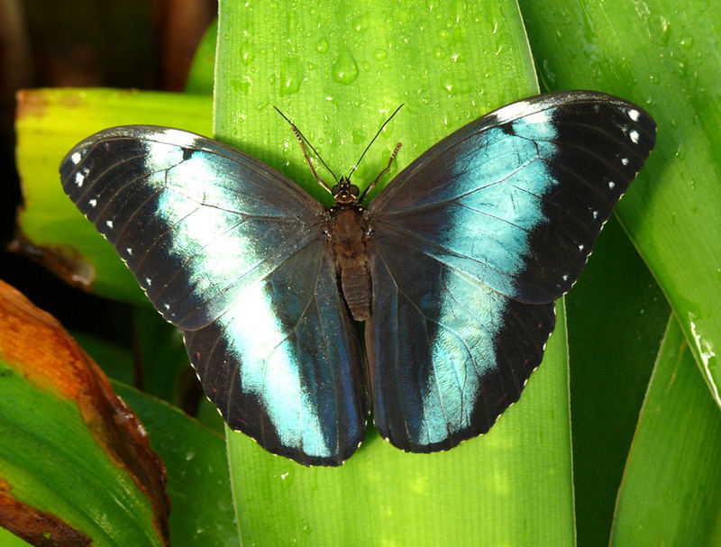 Schmetterling