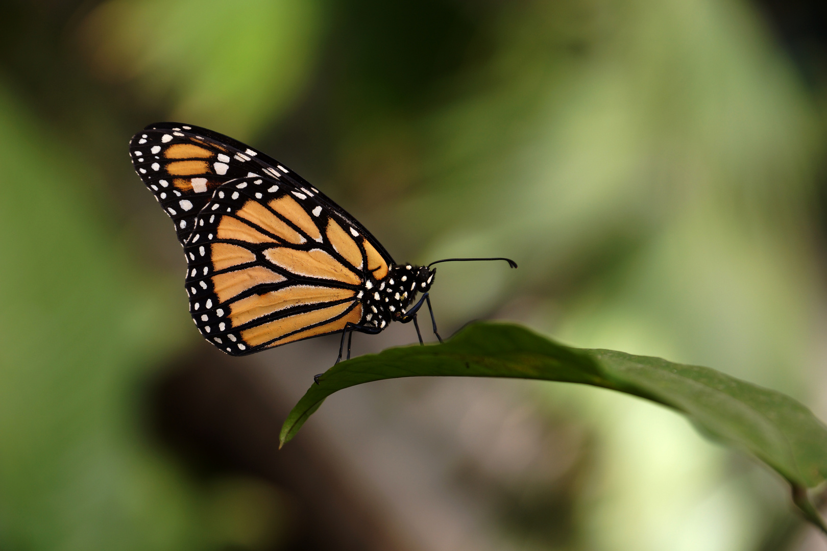 Schmetterling