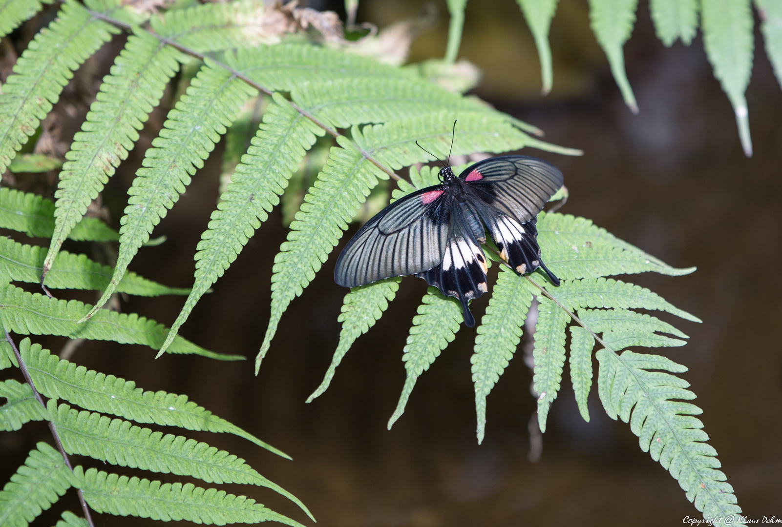 Schmetterling