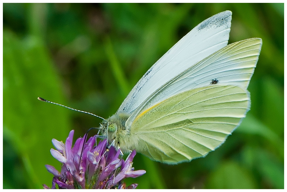 Schmetterling