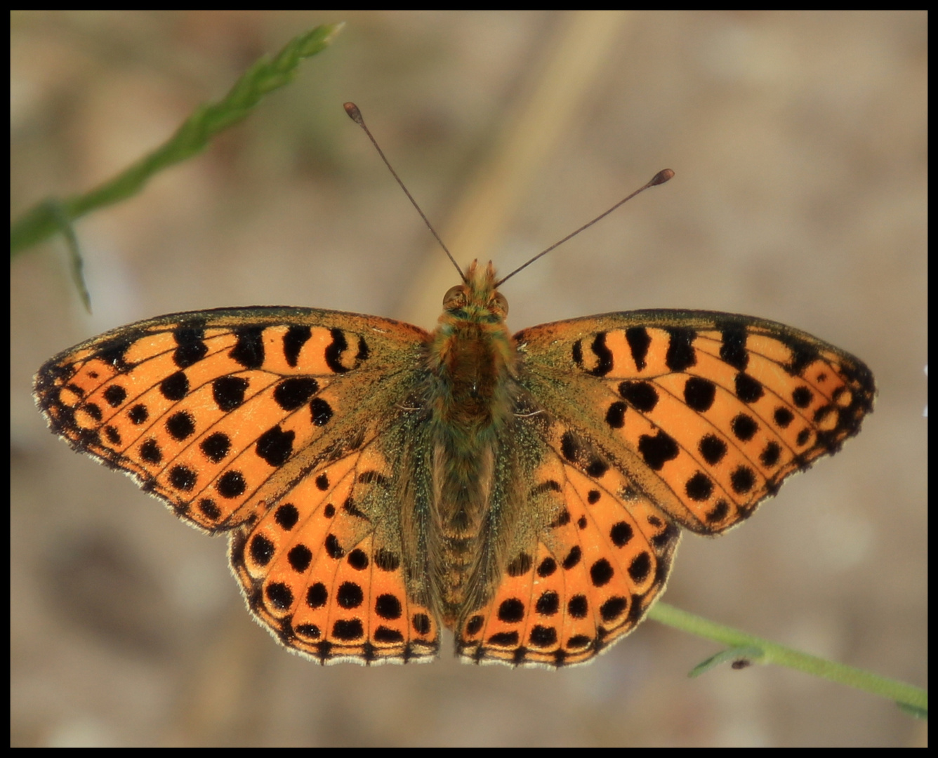 Schmetterling 