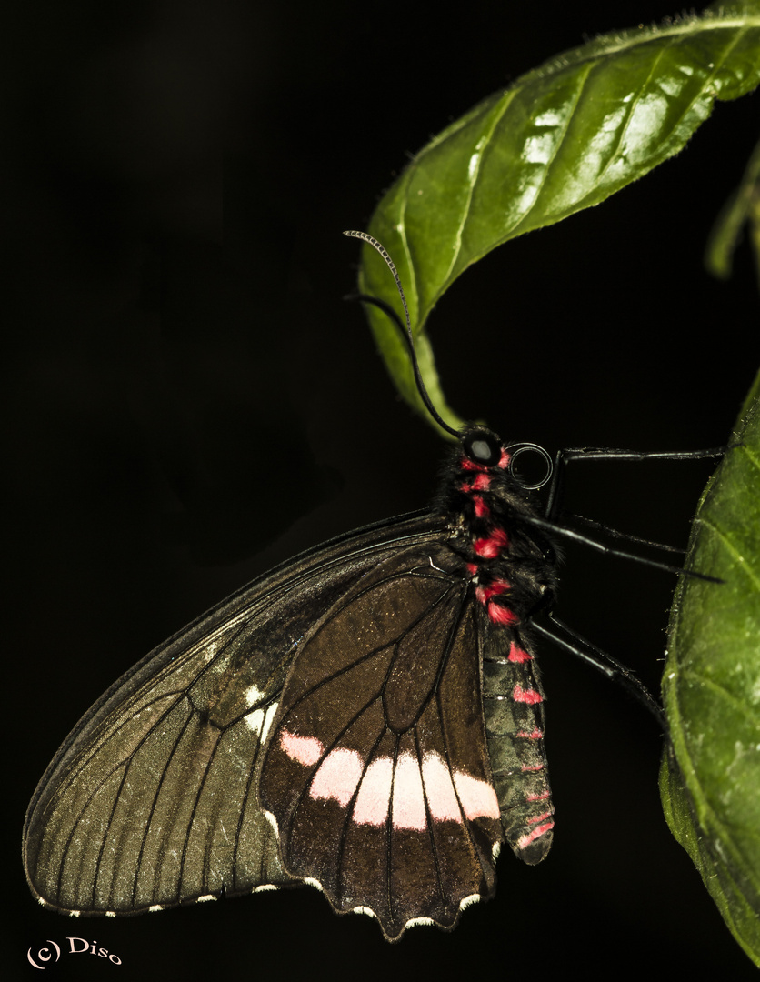 Schmetterling