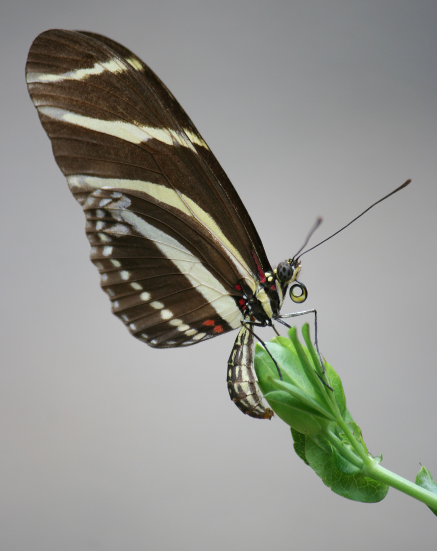 Schmetterling