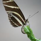 Schmetterling