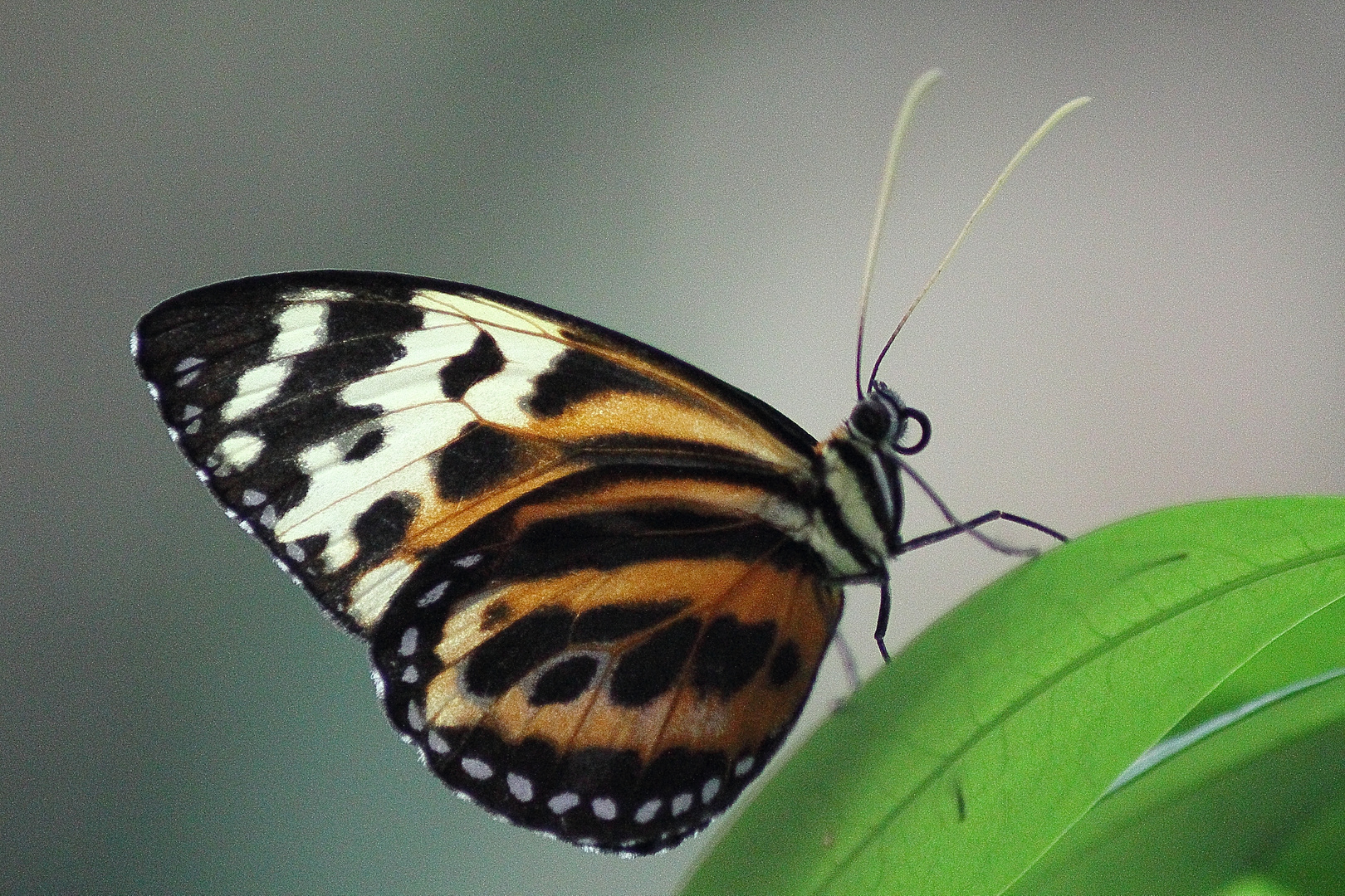 Schmetterling