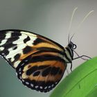 Schmetterling