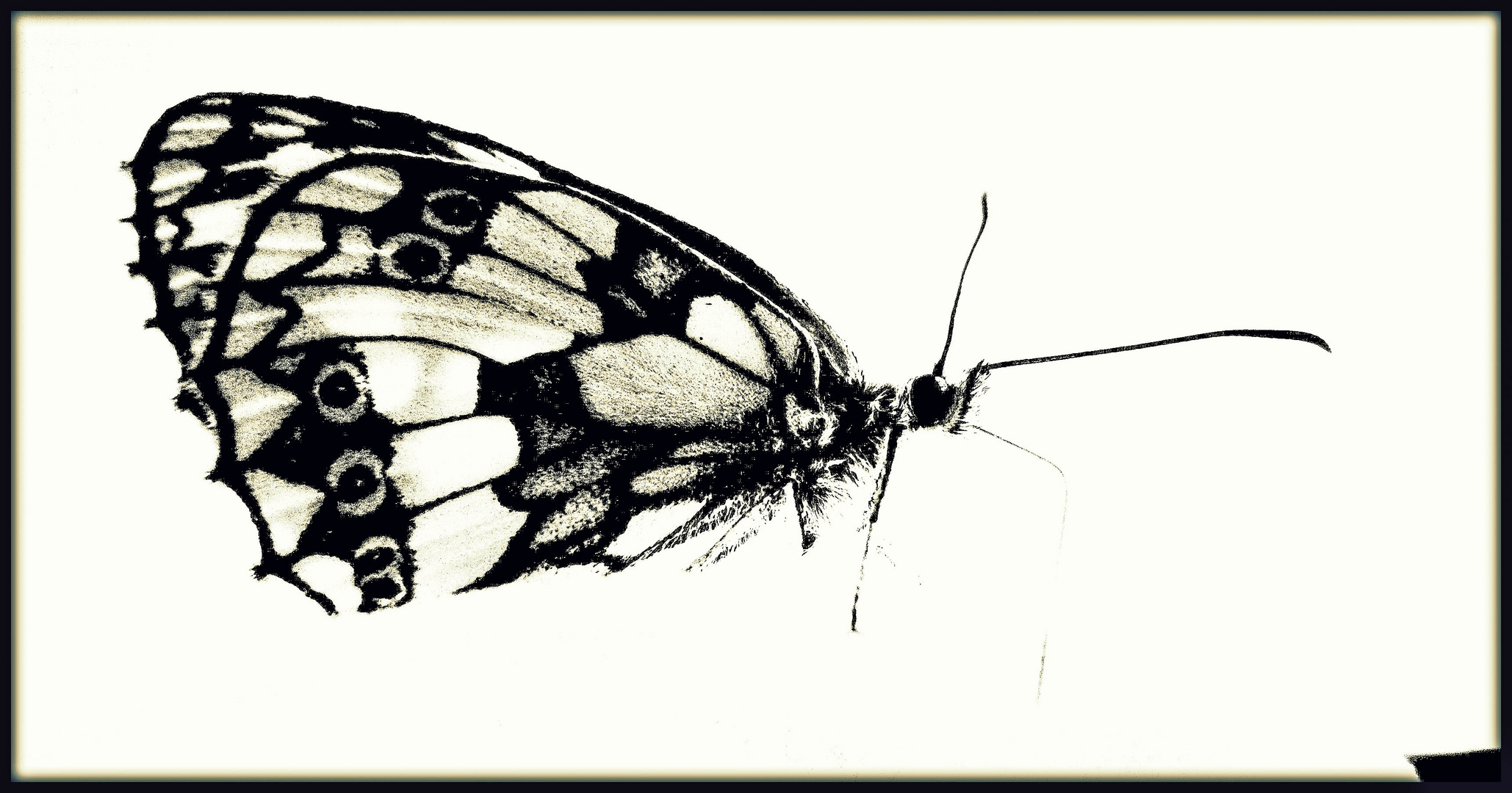 Schmetterling