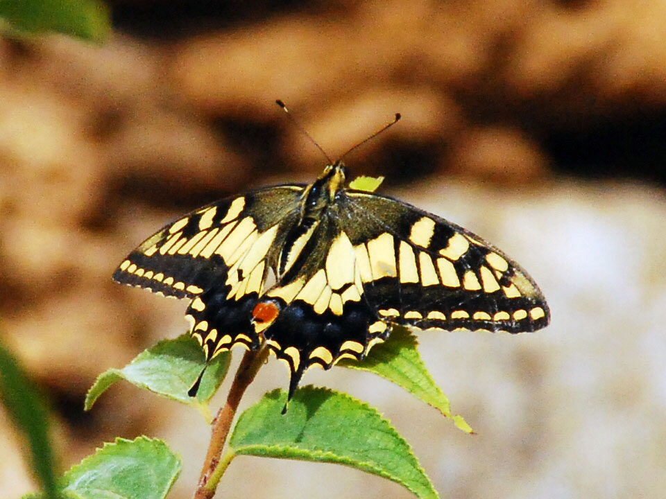 Schmetterling