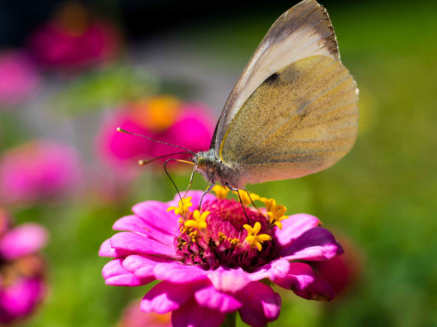 Schmetterling