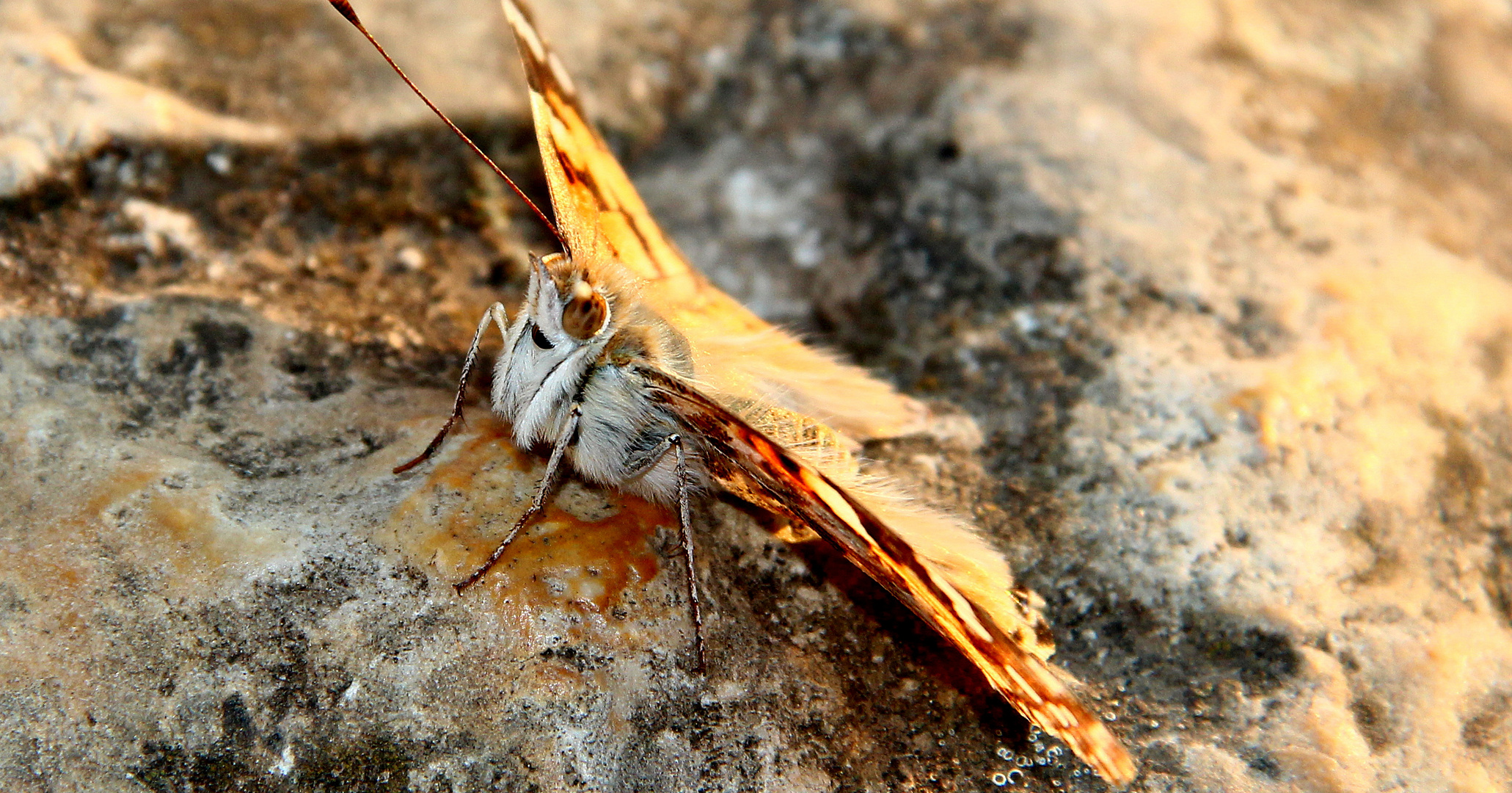 Schmetterling