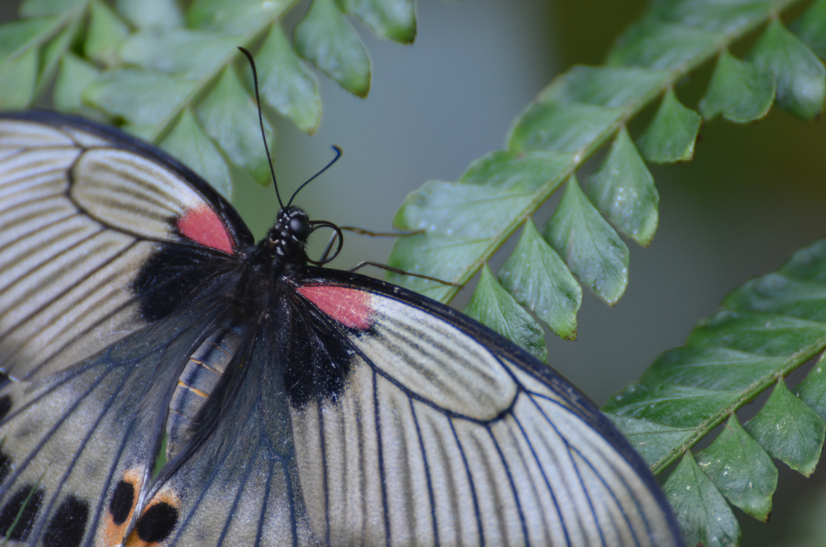 Schmetterling .........