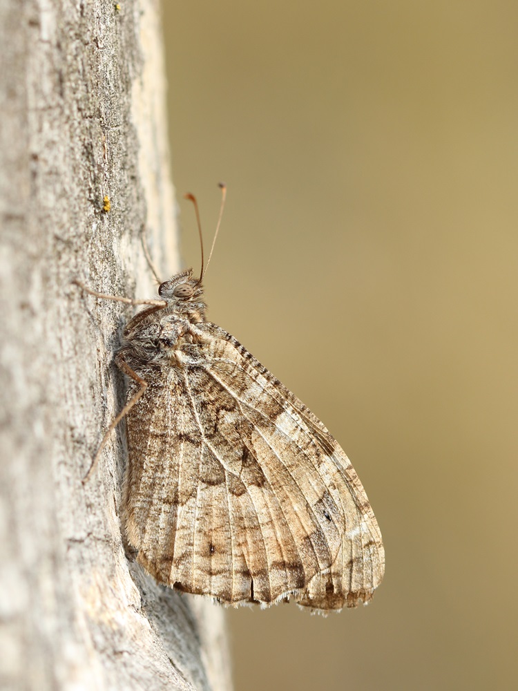 Schmetterling