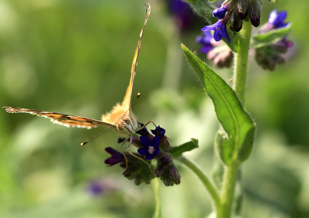 Schmetterling