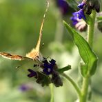 Schmetterling