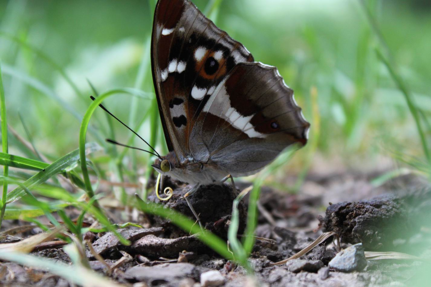 Schmetterling