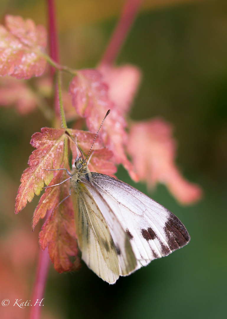 Schmetterling