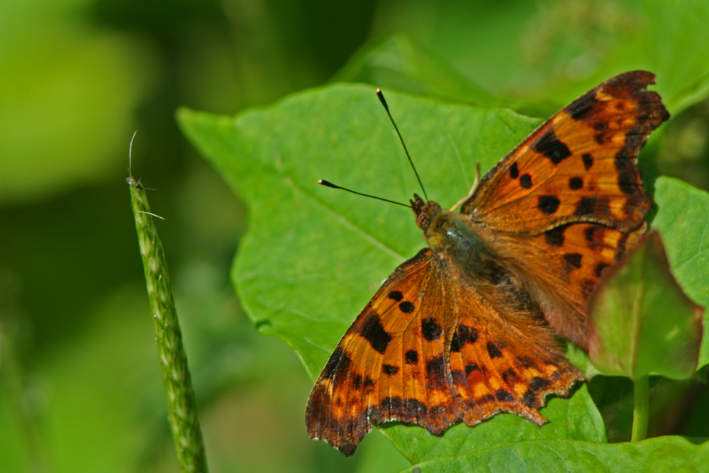 Schmetterling