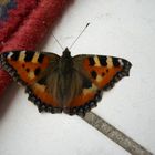 Schmetterling