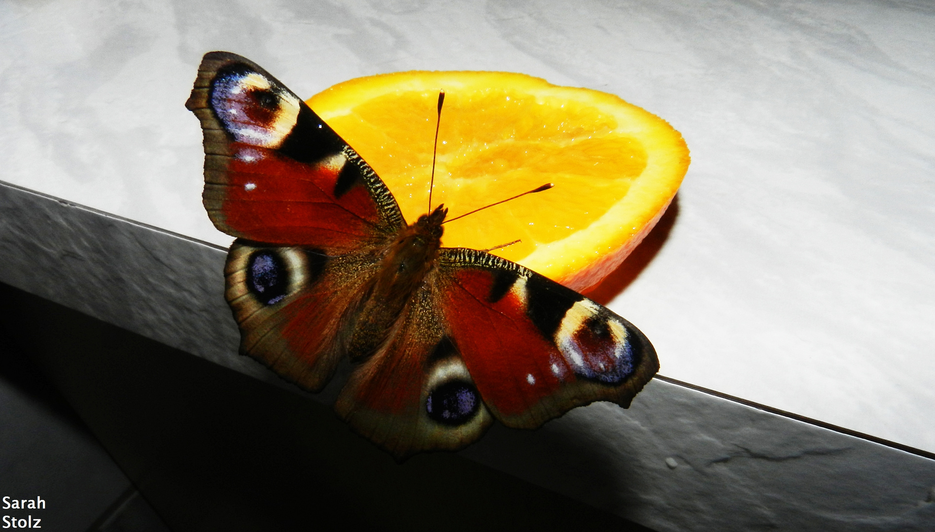 Schmetterling