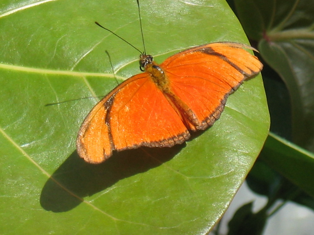 Schmetterling