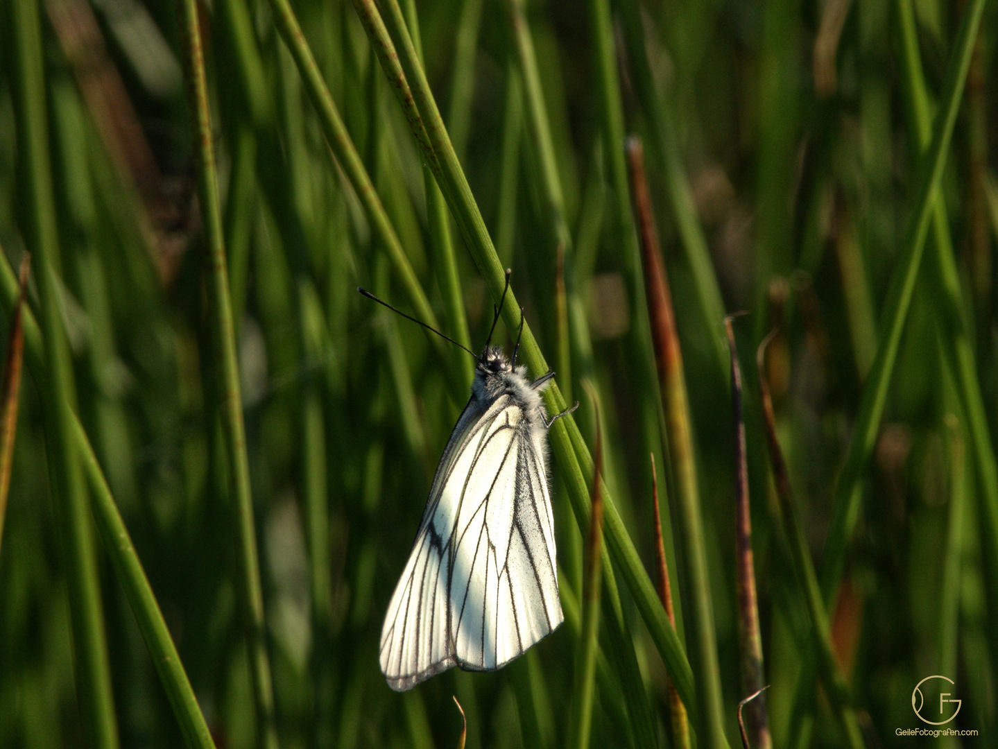 Schmetterling