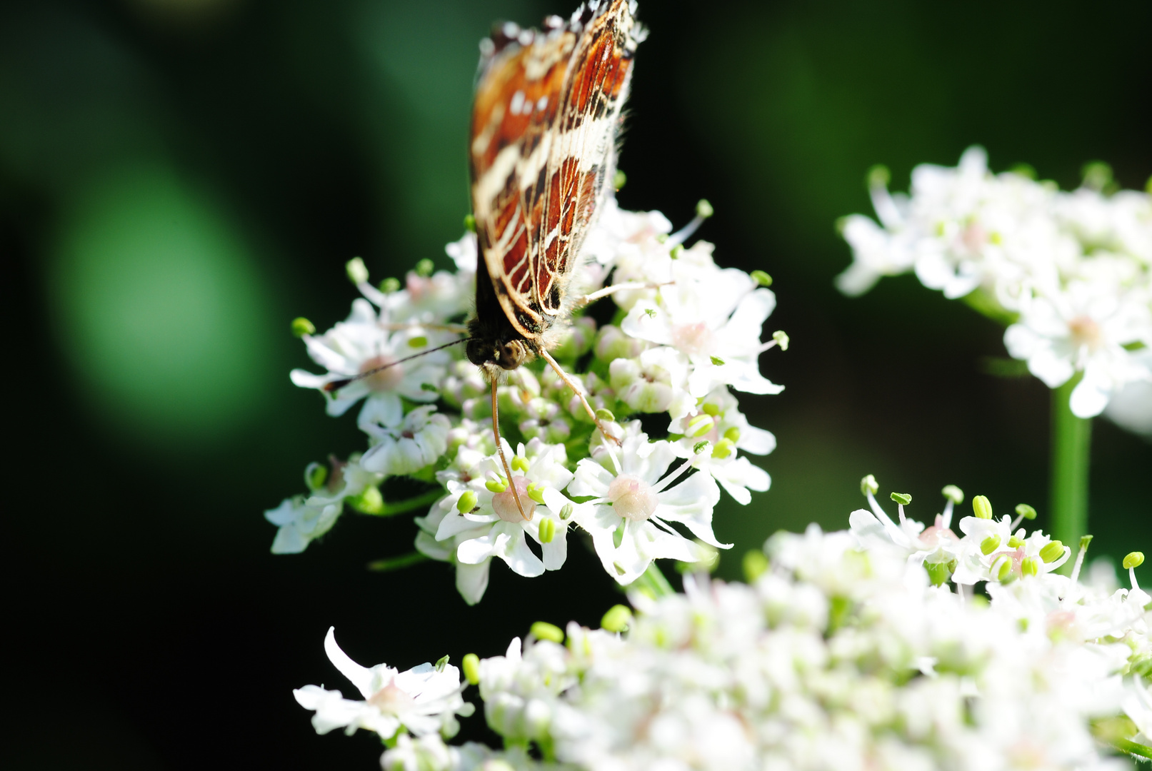 Schmetterling