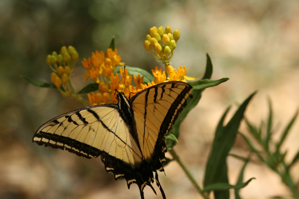 Schmetterling