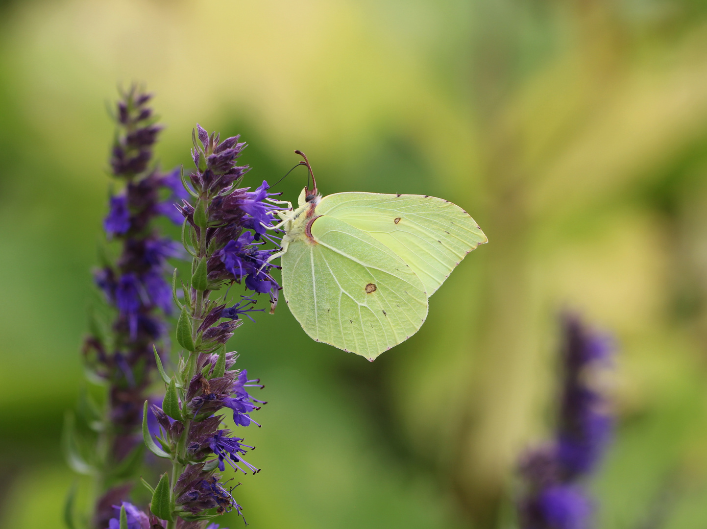 Schmetterling