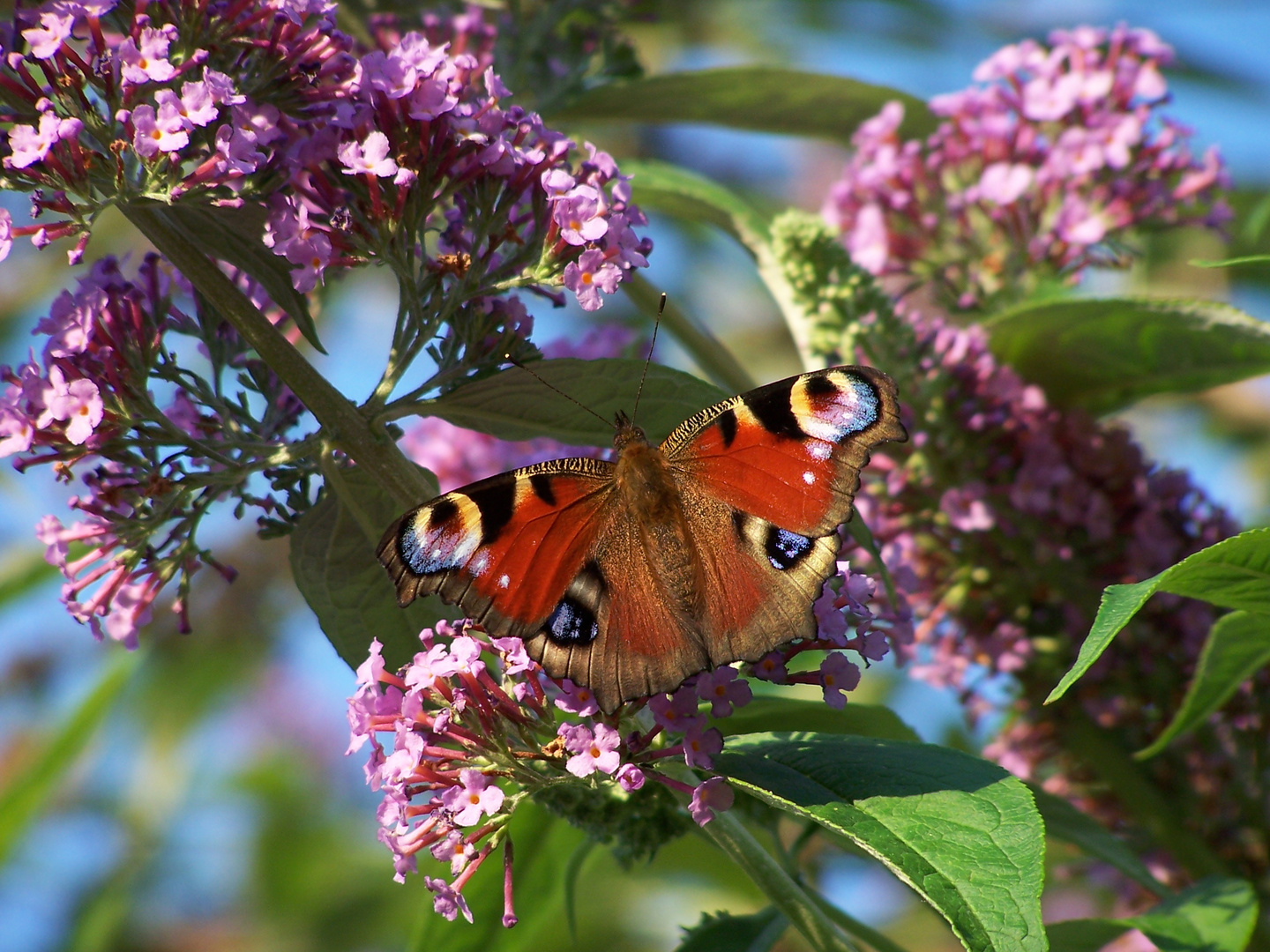 Schmetterling