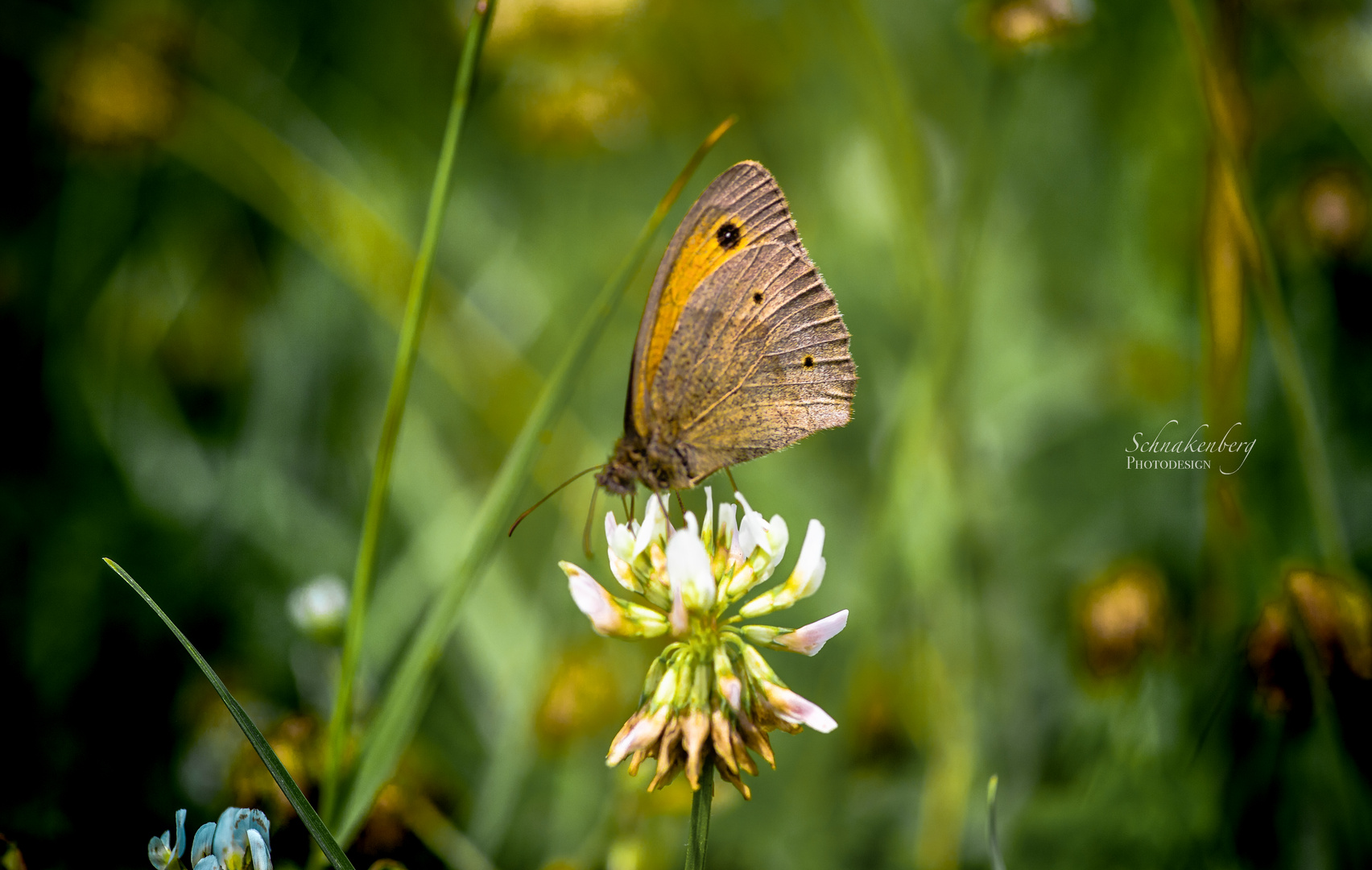 Schmetterling