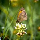 Schmetterling