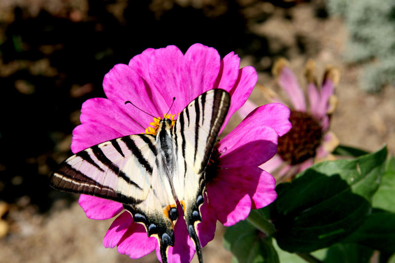 Schmetterling