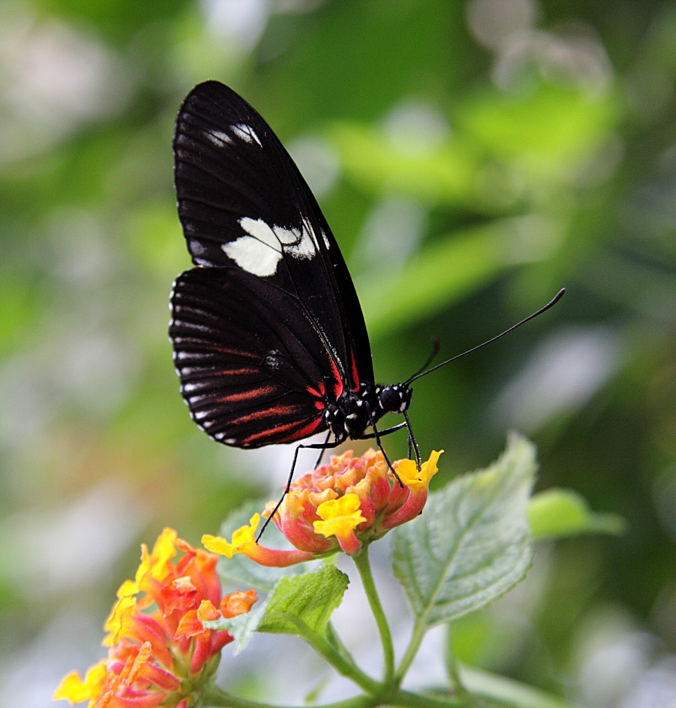 Schmetterling