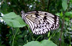 Schmetterling