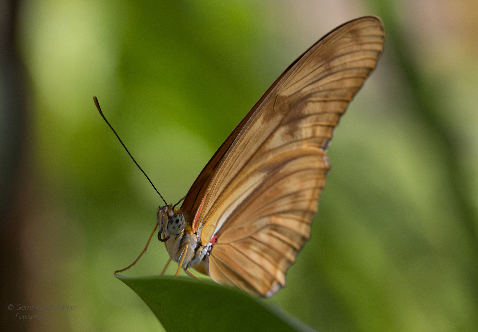 Schmetterling