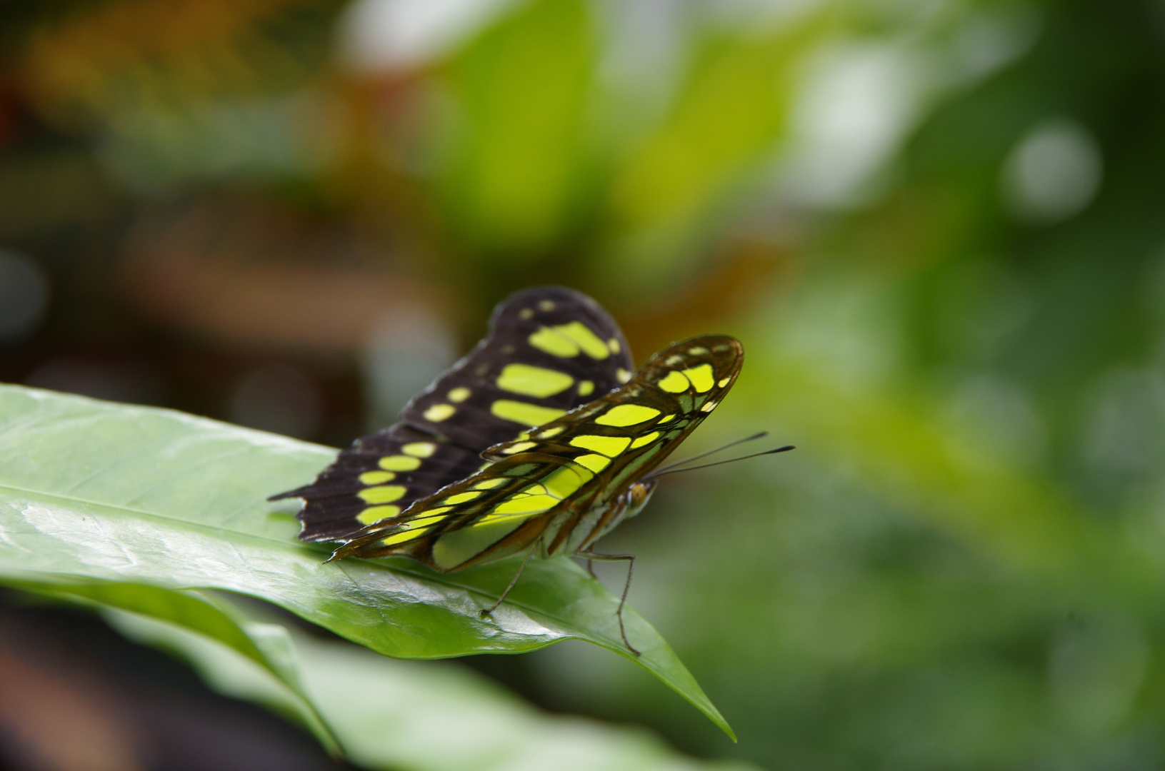 Schmetterling