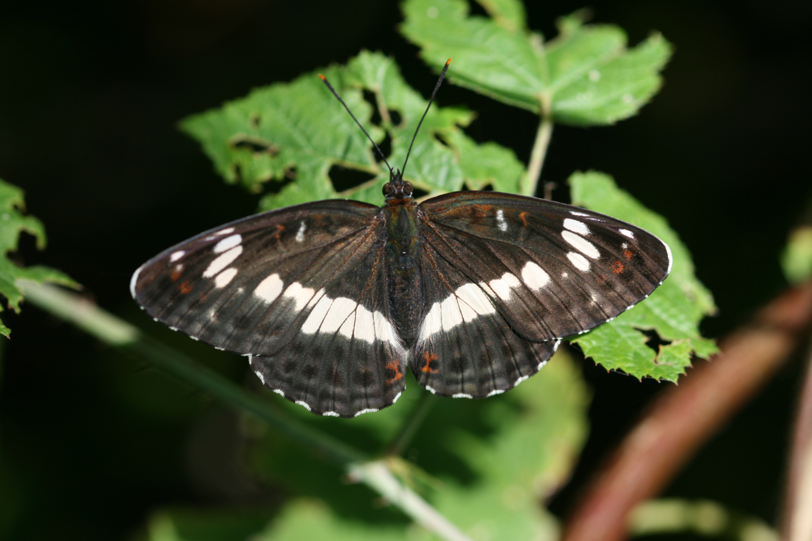 Schmetterling