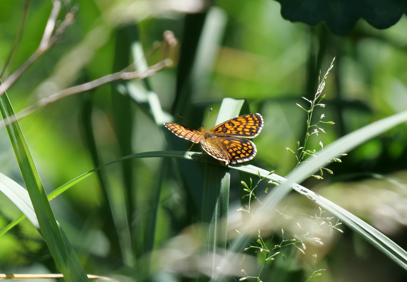 Schmetterling